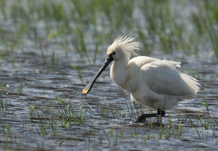 Skestork (Platalea leucorodia)