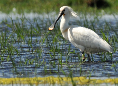 Skestork (Platalea leucorodia)