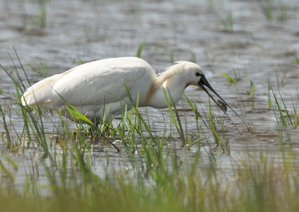 Skestork (Platalea leucorodia)