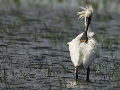 Skestork (Platalea leucorodia)