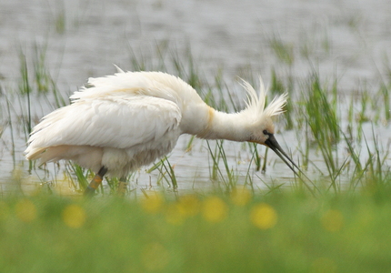Skestork (Platalea leucorodia)