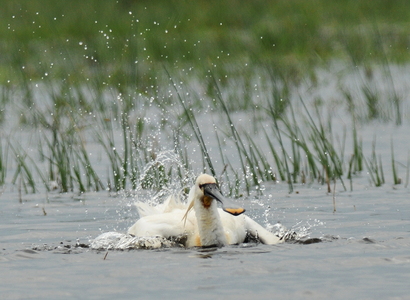 Skestork (Platalea leucorodia)