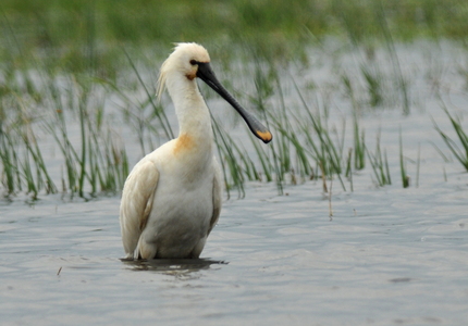 Skestork (Platalea leucorodia)