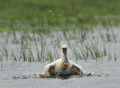 Skestork (Platalea leucorodia)