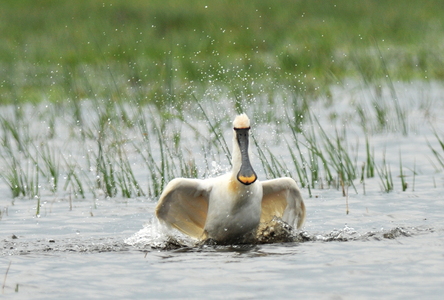 Skestork (Platalea leucorodia)