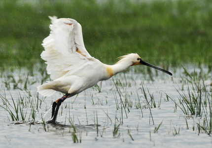 Skestork (Platalea leucorodia)