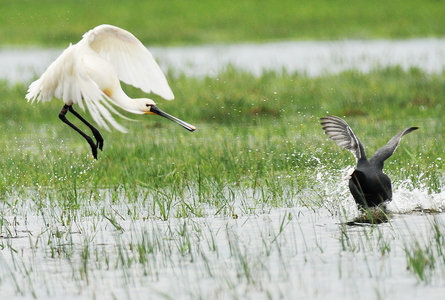 Skestork (Platalea leucorodia)