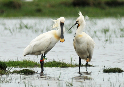Skestork (Platalea leucorodia)