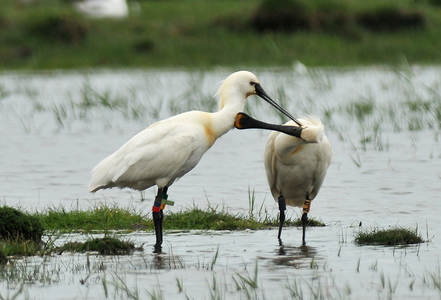 Skestork (Platalea leucorodia)