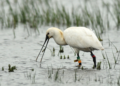 Skestork (Platalea leucorodia)