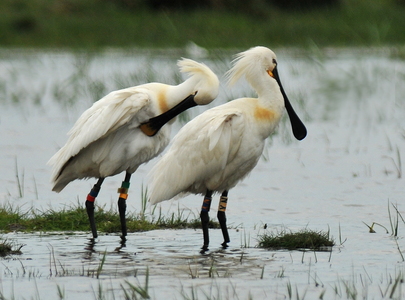 Skestork (Platalea leucorodia)