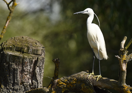 Silkehejre (Egretta garzetta)
