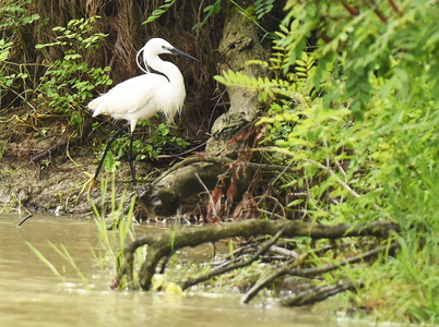 Silkehejre (Egretta garzetta)