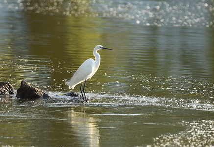 Silkehejre (Egretta garzetta)