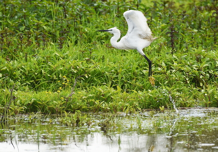 Silkehejre (Egretta garzetta)