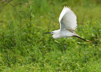 Silkehejre (Egretta garzetta)