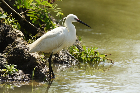 Silkehejre (Egretta garzetta)