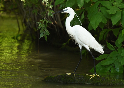 Silkehejre (Egretta garzetta)