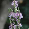 Drejeblomst