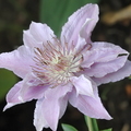 Klematis