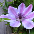 Klematis