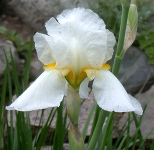Iris