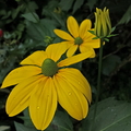 Solhat