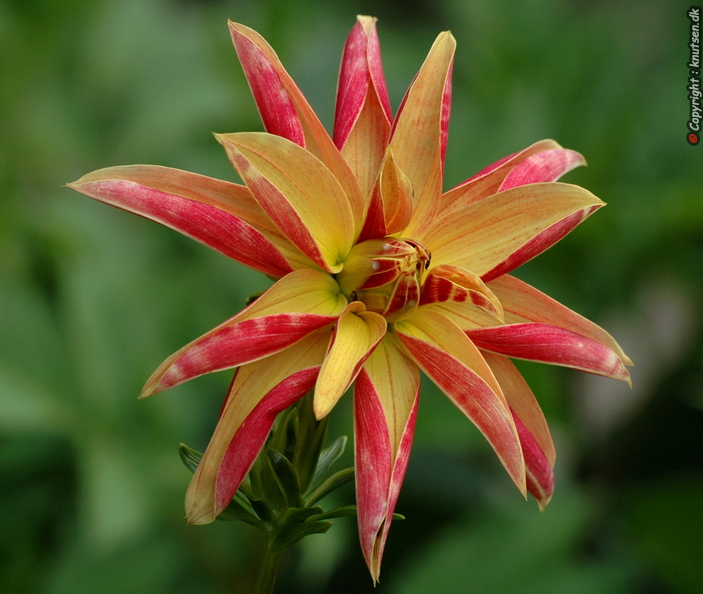 DSC_6321  Dahlia.JPG