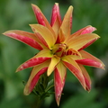 Dahlia