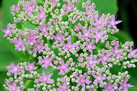 Sankthansurt (Sedum spectabile)