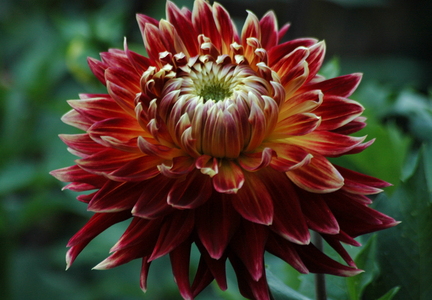 Dahlia