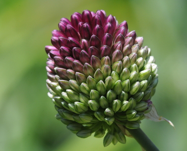 Allium