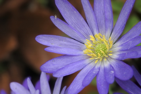 Balkan-anemone (Anemone blanda)