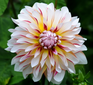 Dahlia