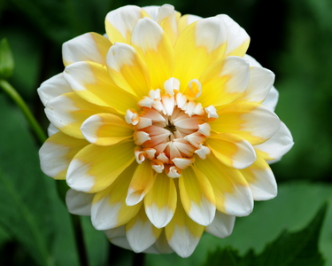 Dahlia