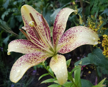 Lilje (Lilium)