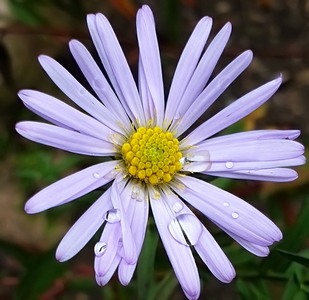 Asters