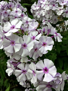  Høstfloks (Phlox paniculata)