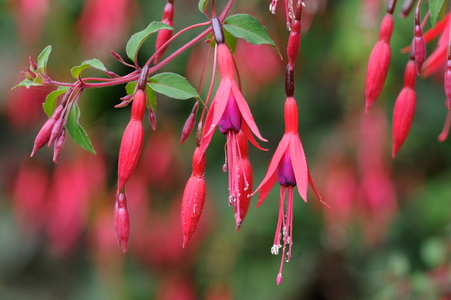 Havefuchsia