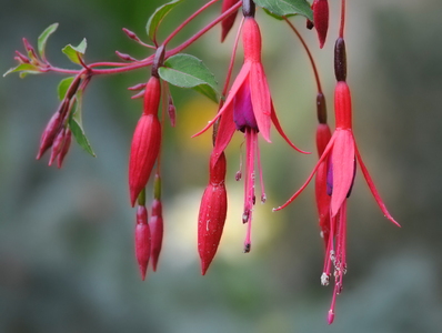  Havefuchsia