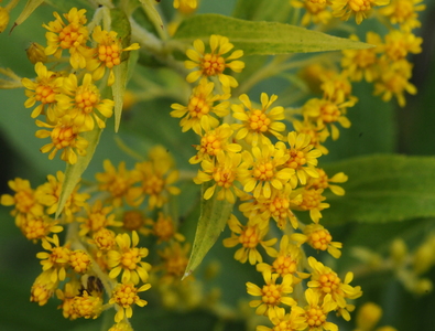 Gyldenris (Solidago)