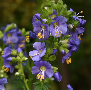 Jakobsstige (Polemonium caeruleum)