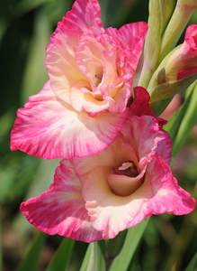 Gladiolus