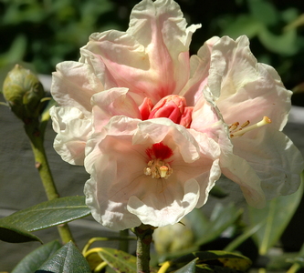 Rhododendron