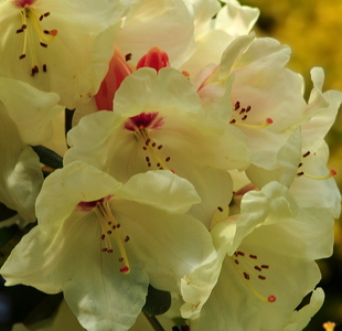 Rhododendron
