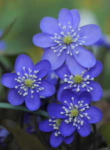 Blå anemone  (Hepatica nobilis)