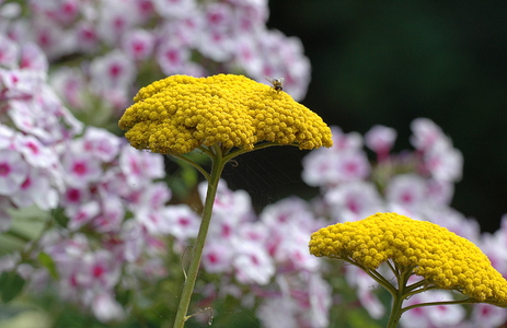 Pragtrøllike (Achillea filipendulina)