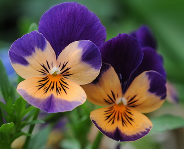 Stedmoderblomst (Viola tricolor)