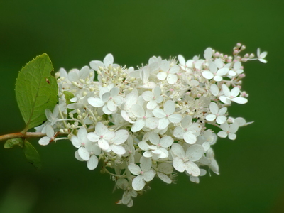 Syrenhortensia