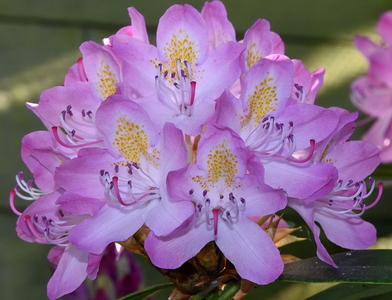 Rhododendron
